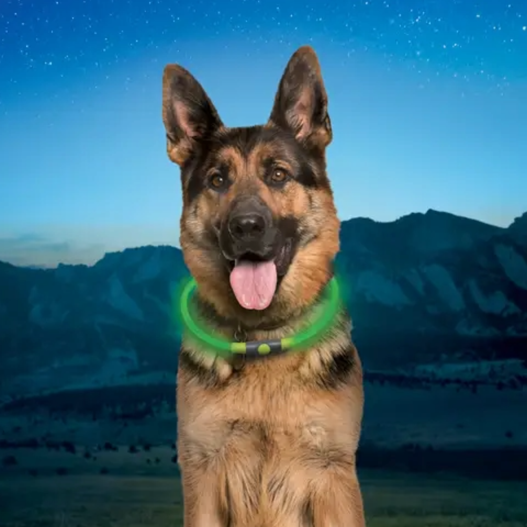 Rechargeable LED Safety Necklace-Dog Gear-Nite Ize-Green-Mountain Sports