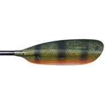 Peacock Bass